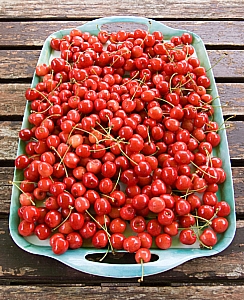 Cherry-picker