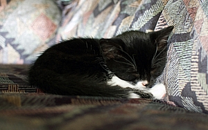 Cat-nap